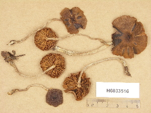  (Cortinarius cf. gossypinus - H6033516)  @11 [ ] Copyright (2012) Diana Weckman Botanical Museum, Finnish Museum of Natural History, University of Helsinki