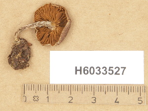  (Cortinarius aff. rubrovioleipes - H6033527)  @11 [ ] Copyright (2012) Diana Weckman Botanical Museum, Finnish Museum of Natural History, University of Helsinki