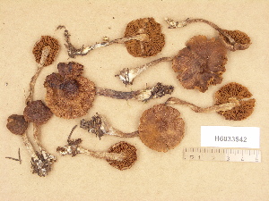  (Cortinarius TN sp005 - H6033542)  @11 [ ] Copyright (2012) Diana Weckman Botanical Museum, Finnish Museum of Natural History, University of Helsinki