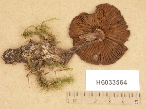  (Cortinarius bovinus - H6033564)  @11 [ ] Copyright (2012) Diana Weckman Botanical Museum, Finnish Museum of Natural History, University of Helsinki