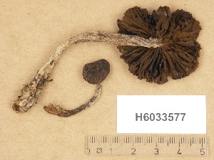  (Cortinarius aff. badiolaevis - H6033577)  @11 [ ] Copyright (2012) Diana Weckman Botanical Museum, Finnish Museum of Natural History, University of Helsinki