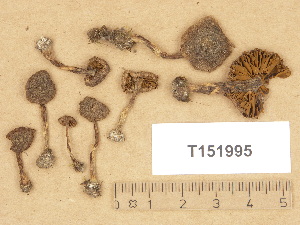  (Cortinarius violilamellus - T151995)  @11 [ ] Copyright (2012) Diana Weckman Botanical Museum, Finnish Museum of Natural History, University of Helsinki