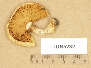  (Cortinarius aff. argutus - TUR5282)  @11 [ ] Copyright (2012) Diana Weckman Botanical Museum, Finnish Museum of Natural History, University of Helsinki