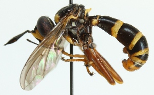  (Conops quadrifasciatus - MZH_HP.330)  @14 [ ] CreativeCommons - Attribution Non-Commercial (2012) Marko Mutanen University of Oulu