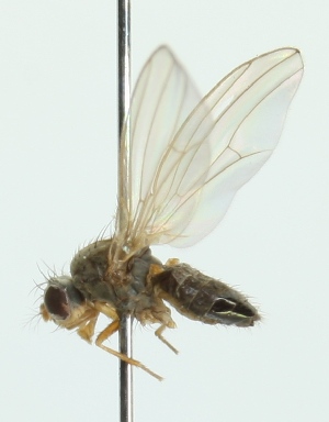  ( - MZH_HP.334)  @13 [ ] CreativeCommons - Attribution Non-Commercial (2012) Marko Mutanen University of Oulu