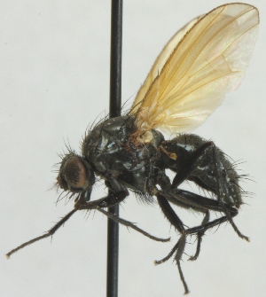  (Chirosia flavipennis - JKA12-0718)  @14 [ ] CreativeCommons - Attribution Non-Commercial (2012) Marko Mutanen University of Oulu