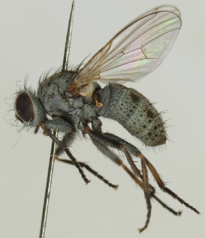  (Pseudocoenosia abnormis - JKA12-0811)  @11 [ ] CreativeCommons - Attribution Non-Commercial (2012) Marko Mutanen University of Oulu