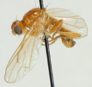  (Gimnomera hirta - MHZ_HP.562)  @11 [ ] CreativeCommons - Attribution Non-Commercial (2012) Marko Mutanen University of Oulu