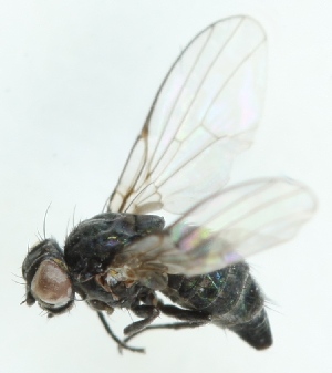  (Melanagromyza angeliciphaga - MZH_GV.3200)  @12 [ ] CreativeCommons - Attribution Non-Commercial (2012) Marko Mutanen University of Oulu