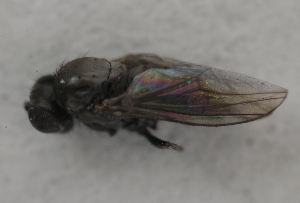  (Melanagromyza nigrissima - MZH_HP.1455)  @11 [ ] CreativeCommons - Attribution Non-Commercial No Derivatives (2013) Hanna Koivula Finnish Museum of Natural History