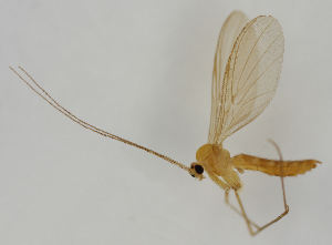 (Macrocera stigmoides - MZH_HP.1630)  @13 [ ] CreativeCommons - Attribution Non-Commercial No Derivatives (2013) Hanna Koivula Finnish Museum of Natural History
