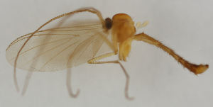  (Macrocera pilosa - MZH_HP.1645)  @11 [ ] CreativeCommons - Attribution Non-Commercial No Derivatives (2013) Hanna Koivula Finnish Museum of Natural History