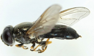  ( - MZH_HP.786)  @11 [ ] CreativeCommons - Attribution Non-Commercial (2012) Marko Mutanen University of Oulu