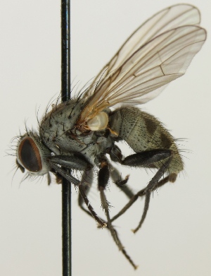  (Spilogona contractifrons - jka-05-04016)  @15 [ ] CreativeCommons - Attribution Non-Commercial (2012) Marko Mutanen University of Oulu