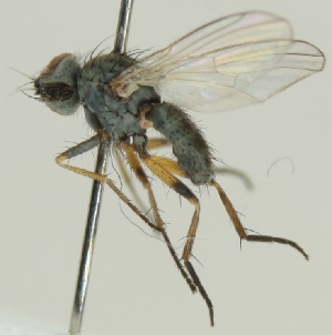  ( - jka09-04745)  @13 [ ] CreativeCommons - Attribution Non-Commercial (2012) Marko Mutanen University of Oulu