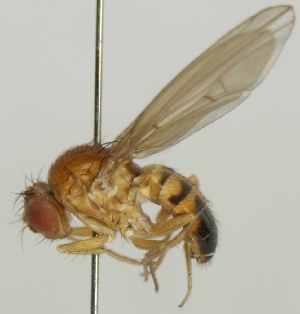  (Drosophila phalerata - jka09-05633)  @14 [ ] CreativeCommons - Attribution Non-Commercial (2012) Marko Mutanen University of Oulu