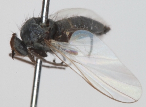  (Rhamphomyia albipennis - KWi-036)  @13 [ ] CreativeCommons - Attribution Non-Commercial (2012) Marko Mutanen University of Oulu