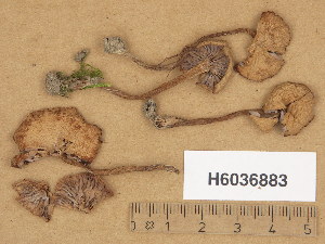  ( - H6036883)  @11 [ ] Copyright (2013) Diana Weckman Botanical Museum, Finnish Museum of Natural History, University of Helsinki