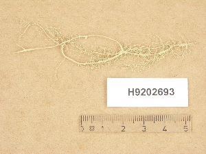  (Alectoria sarmentosa - H9202693)  @11 [ ] Copyright (2012) Diana Weckman Botanical Museum, Finnish Museum of Natural History, University of Helsinki