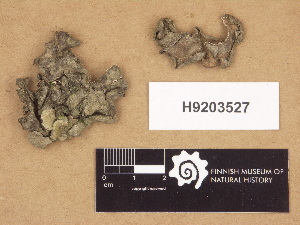  (Dermatocarpon luridium - H9203527)  @11 [ ] Copyright (2012) Diana Weckman Botanical Museum, Finnish Museum of Natural History, University of Helsinki