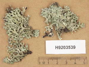  (Hypogymnia - H9203539)  @11 [ ] Copyright (2012) Diana Weckman Botanical Museum, Finnish Museum of Natural History, University of Helsinki