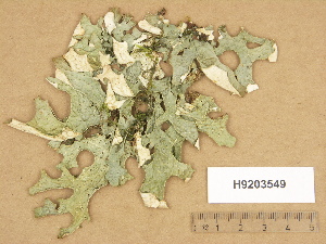  (Lobaria pulmonaria - H9203549)  @11 [ ] Copyright (2012) Diana Weckman Botanical Museum, Finnish Museum of Natural History, University of Helsinki