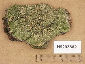  (Biatora carneoalbida - H9203562)  @11 [ ] Copyright (2012) Diana Weckman Botanical Museum, Finnish Museum of Natural History, University of Helsinki