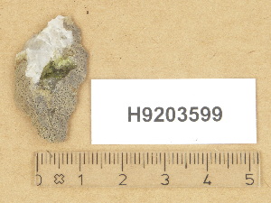  (Pseudosagedia chlorotica - H9203599)  @11 [ ] Copyright (2012) Diana Weckman Botanical Museum, Finnish Museum of Natural History, University of Helsinki