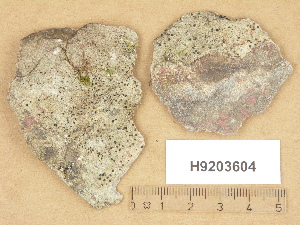  ( - H9203604)  @11 [ ] Copyright (2012) Diana Weckman Botanical Museum, Finnish Museum of Natural History, University of Helsinki