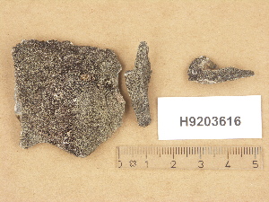  (Rinodina oxydata - H9203616)  @11 [ ] Copyright (2012) Diana Weckman Botanical Museum, Finnish Museum of Natural History, University of Helsinki