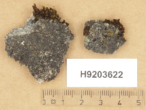  (Rinodina gennarii - H9203622)  @11 [ ] Copyright (2012) Diana Weckman Botanical Museum, Finnish Museum of Natural History, University of Helsinki