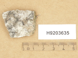  (Clauzadea sp - H9203635)  @11 [ ] Copyright (2012) Diana Weckman Botanical Museum, Finnish Museum of Natural History, University of Helsinki