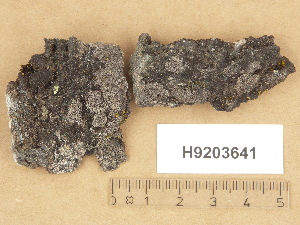  (Rinodina occulta - H9203641)  @11 [ ] Copyright (2012) Diana Weckman Botanical Museum, Finnish Museum of Natural History, University of Helsinki