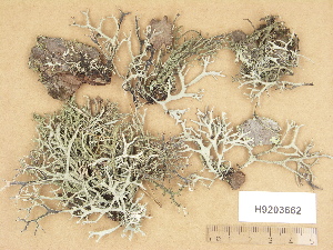  (Pseudevernia - H9203662)  @11 [ ] Copyright (2012) Diana Weckman Botanical Museum, Finnish Museum of Natural History, University of Helsinki