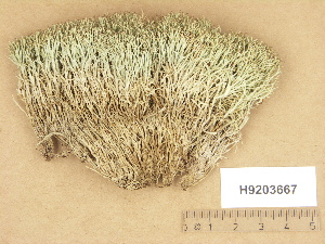  (Cladonia uncialis subsp. biuncialis - H9203667)  @11 [ ] Copyright (2012) Diana Weckman Botanical Museum, Finnish Museum of Natural History, University of Helsinki