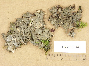  ( - H9203689)  @11 [ ] Copyright (2012) Diana Weckman Botanical Museum, Finnish Museum of Natural History, University of Helsinki