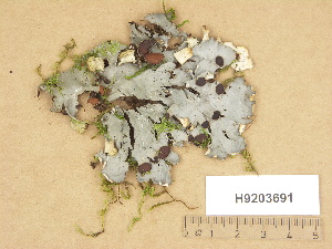  (Peltigera horizontalis - H9203691)  @11 [ ] Copyright (2012) Diana Weckman Botanical Museum, Finnish Museum of Natural History, University of Helsinki
