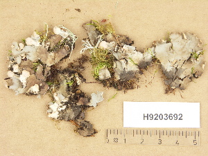  ( - H9203692)  @11 [ ] Copyright (2012) Diana Weckman Botanical Museum, Finnish Museum of Natural History, University of Helsinki