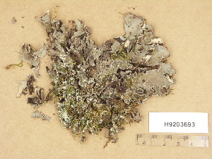  (Peltigera collina - H9203693)  @11 [ ] Copyright (2012) Diana Weckman Botanical Museum, Finnish Museum of Natural History, University of Helsinki
