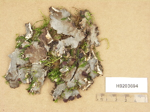  ( - H9203694)  @11 [ ] Copyright (2012) Diana Weckman Botanical Museum, Finnish Museum of Natural History, University of Helsinki