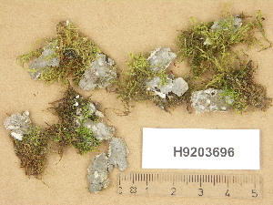  ( - H9203696)  @11 [ ] Copyright (2012) Diana Weckman Botanical Museum, Finnish Museum of Natural History, University of Helsinki