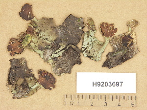  (Peltigera aphthosa - H9203697)  @11 [ ] Copyright (2012) Diana Weckman Botanical Museum, Finnish Museum of Natural History, University of Helsinki