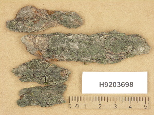  ( - H9203698)  @11 [ ] Copyright (2012) Diana Weckman Botanical Museum, Finnish Museum of Natural History, University of Helsinki