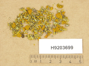  ( - H9203699)  @11 [ ] Copyright (2012) Diana Weckman Botanical Museum, Finnish Museum of Natural History, University of Helsinki