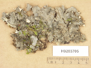  ( - H9203705)  @11 [ ] Copyright (2012) Diana Weckman Botanical Museum, Finnish Museum of Natural History, University of Helsinki
