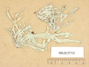  ( - H9203712)  @11 [ ] Copyright (2012) Diana Weckman Botanical Museum, Finnish Museum of Natural History, University of Helsinki