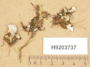  ( - H9203737)  @11 [ ] Copyright (2012) Diana Weckman Botanical Museum, Finnish Museum of Natural History, University of Helsinki