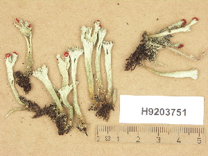  (Cladonia sulphurina - H9203751)  @11 [ ] Copyright (2012) Diana Weckman Botanical Museum, Finnish Museum of Natural History, University of Helsinki