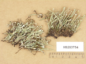  (Cladonia gracilis subsp. turbinata - H9203754)  @11 [ ] Copyright (2012) Diana Weckman Botanical Museum, Finnish Museum of Natural History, University of Helsinki