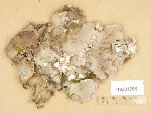  ( - H9203765)  @11 [ ] Copyright (2012) Diana Weckman Botanical Museum, Finnish Museum of Natural History, University of Helsinki